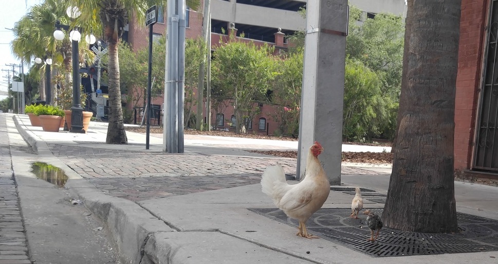 NIGHTLIFE & CHICKENS 